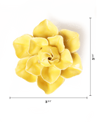 English Garden Buttercup Yellow Daffodil - Chive UK Wholesale