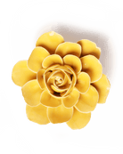 EG47 Burnt Yellow Begonia - Chive UK Wholesale