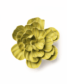 EG50 Chartreuse Primrose - Chive UK Wholesale