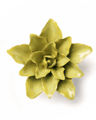 EG51 Chartreuse Tiger Lily - Chive UK Wholesale