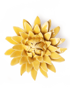 EG53 Burnt Yellow Strawflower - Chive UK Wholesale