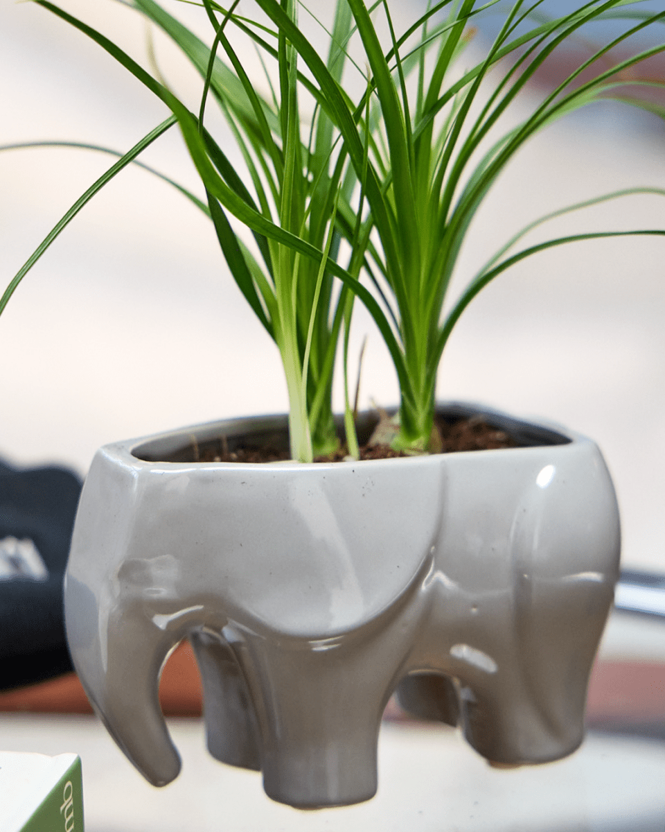 Elephant Ceramic Indoor Plant Pot Kit - Chive UK Wholesale