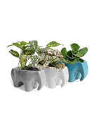 Elephant Ceramic Indoor Plant Pot Kit - Chive UK Wholesale