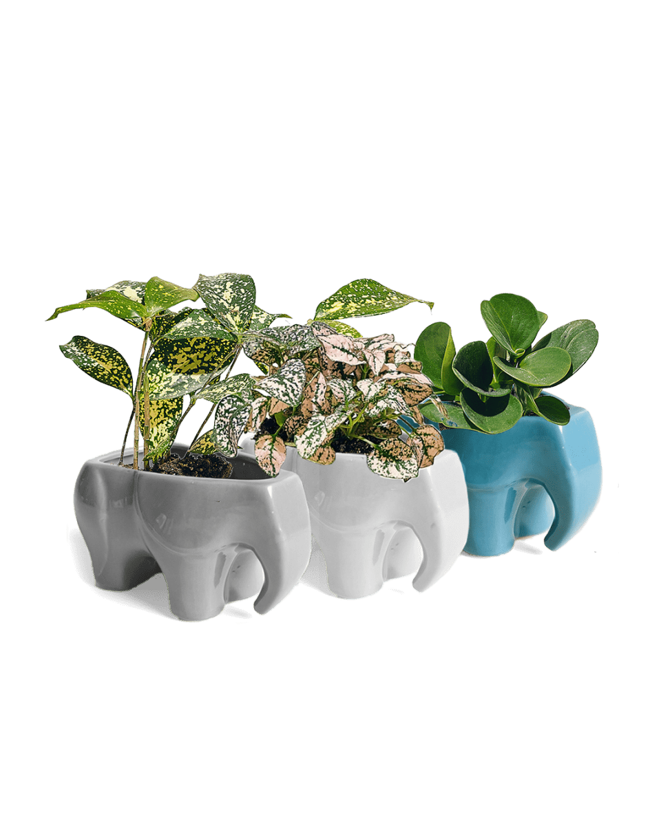 Elephant Ceramic Indoor Plant Pot Kit - Chive UK Wholesale