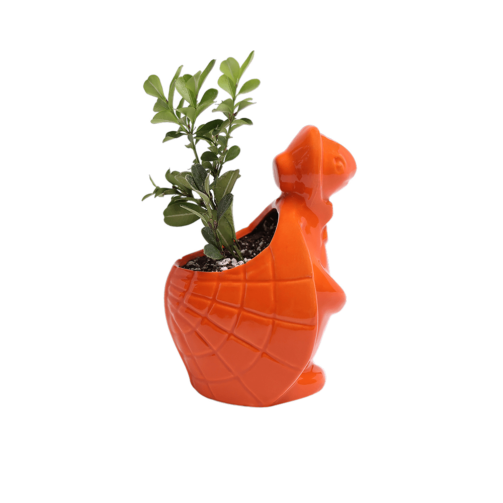 Turtle Ceramic Indoor Plant Pot For Succulents - Chive UK Wholesale