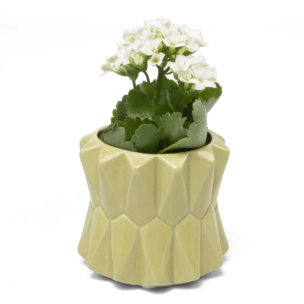 Fang Ceramic Modern Planter For Succulents - Chive UK Wholesale