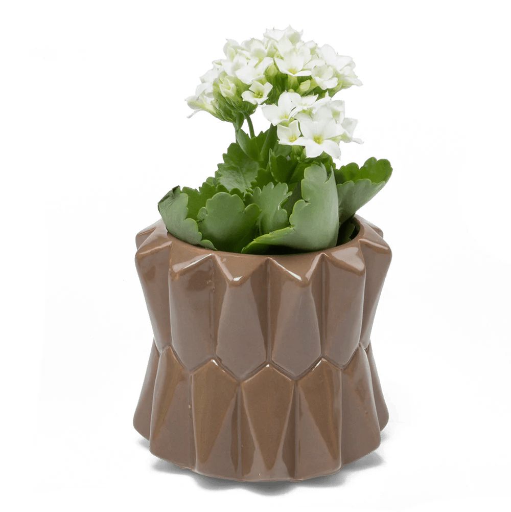 Fang Ceramic Modern Planter For Succulents - Chive UK Wholesale