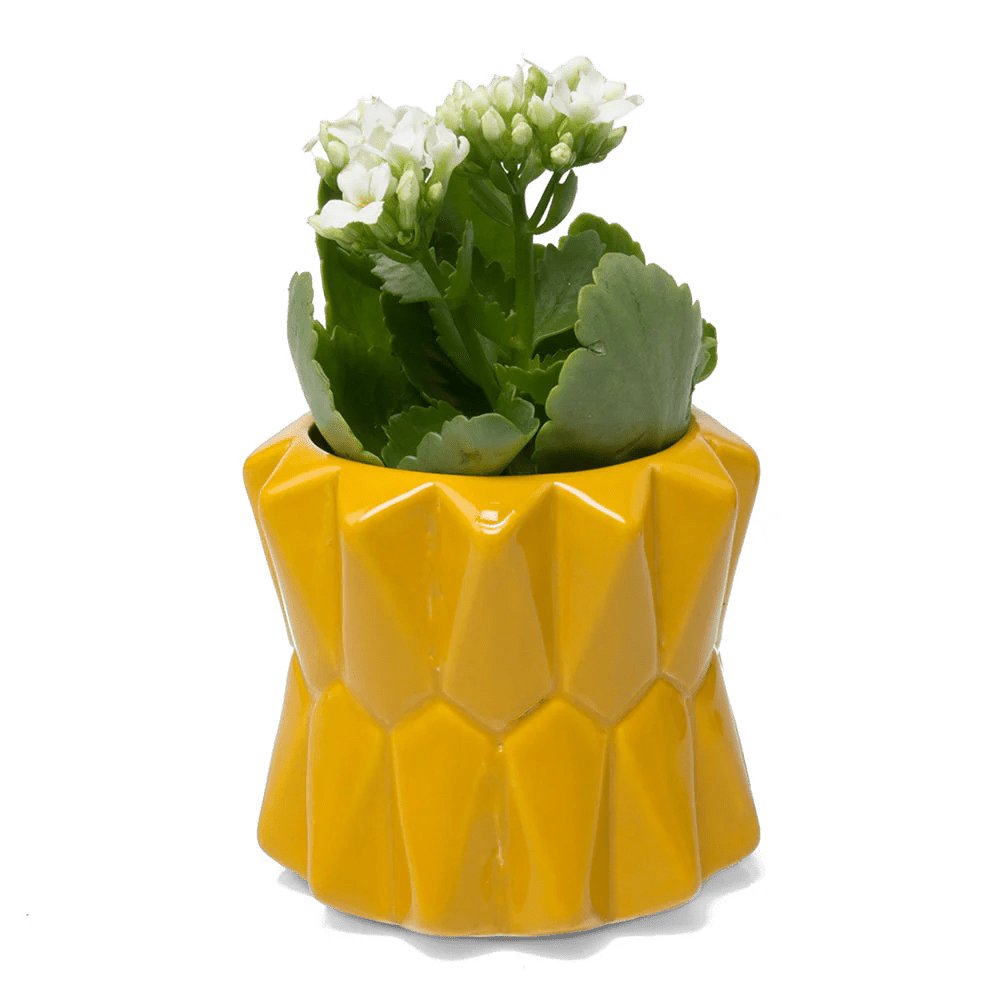 Fang Ceramic Modern Planter For Succulents - Chive UK Wholesale