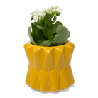 Fang Ceramic Modern Planter For Succulents - Chive UK Wholesale