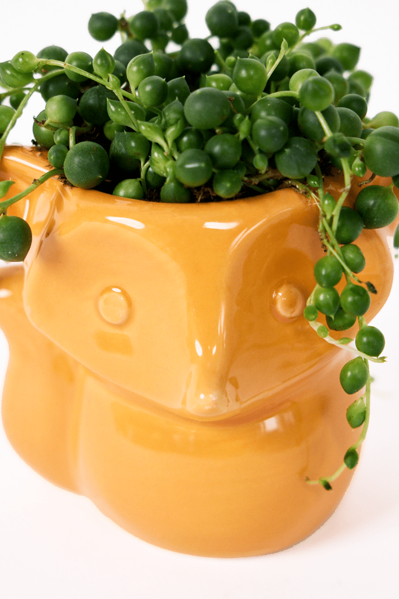 Fox Ceramic Indoor Plant Pot For Succulents - Chive UK Wholesale