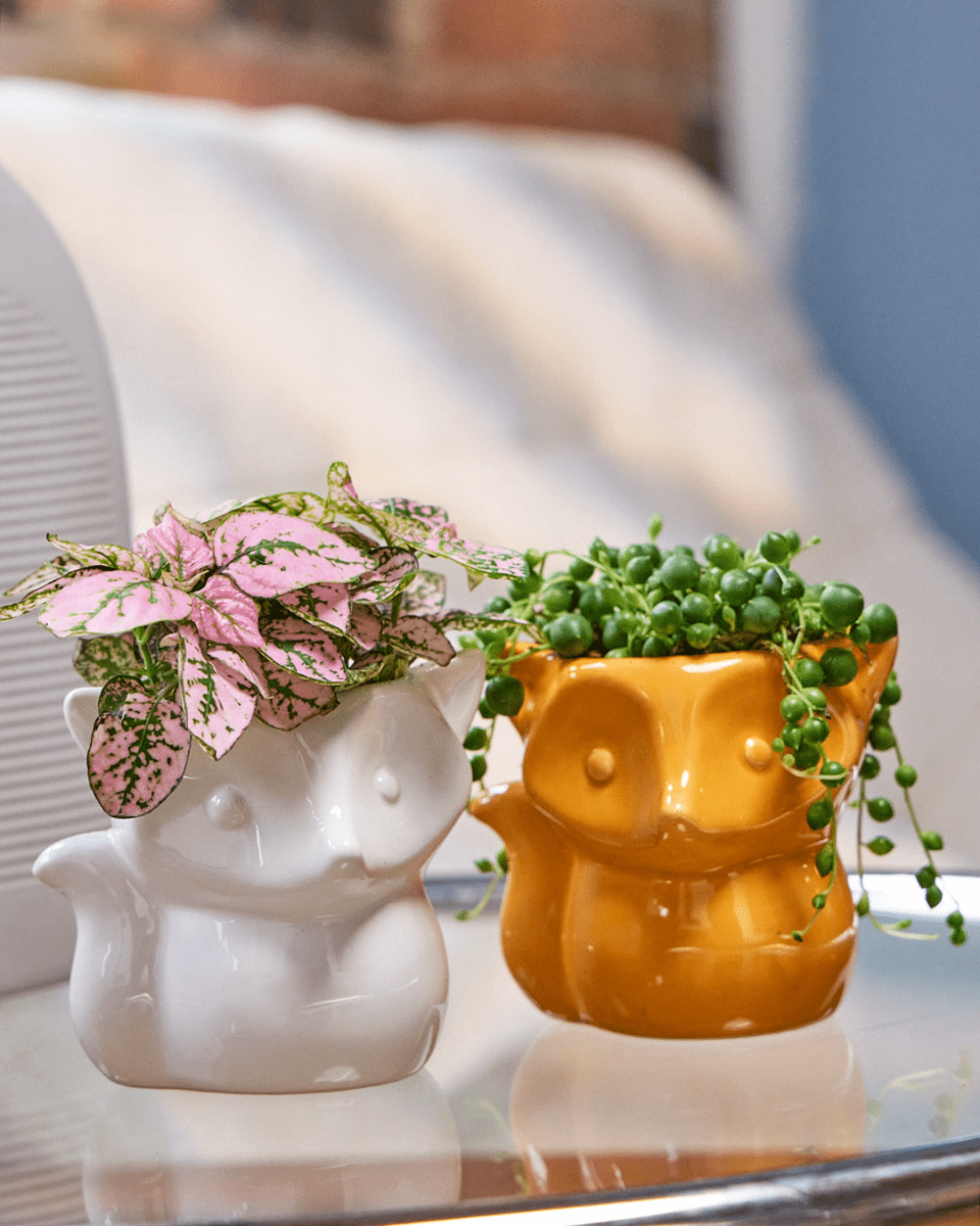 Fox Ceramic Indoor Plant Pot For Succulents - Chive UK Wholesale