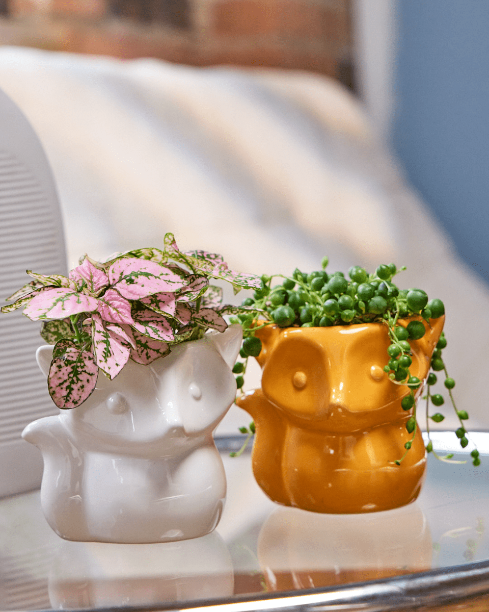 Fox Ceramic Indoor Plant Pot For Succulents - Chive UK Wholesale
