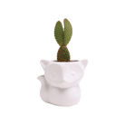 Fox Ceramic Indoor Plant Pot For Succulents - Chive UK Wholesale