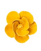 FR06 Burnt Yellow Poppy - Chive UK Wholesale