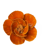 FR08 Burnt Orange Poppy - Chive UK Wholesale