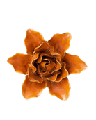 FR13 Burnt Orange Stargazer Lily - Chive UK Wholesale