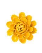 FR14 Burnt Yellow Empire Cabbage Flower - Chive UK Wholesale