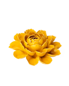 FR14 Burnt Yellow Empire Cabbage Flower - Chive UK Wholesale