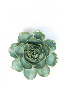 France Milk Teal Camellia - Chive UK Wholesale