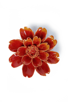 France Orange Yellow Paris Daisy - Chive UK Wholesale