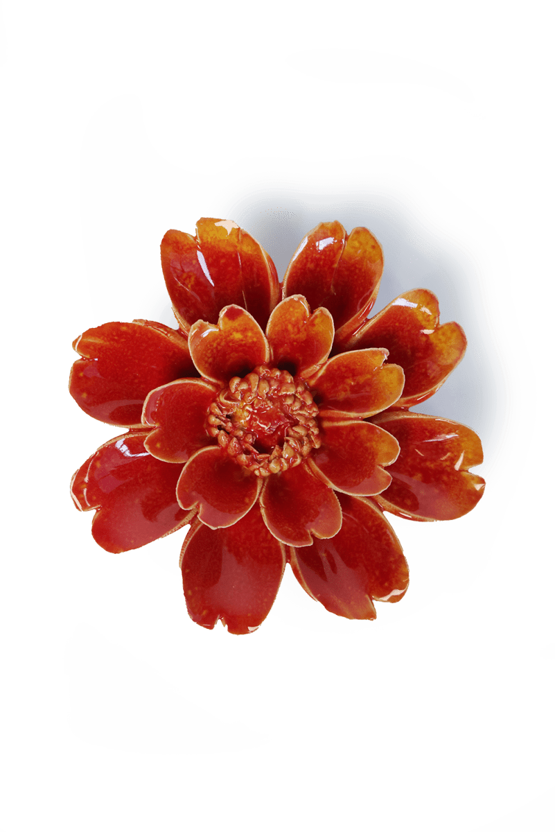 France Orange Yellow Paris Daisy - Chive UK Wholesale