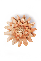 France Peach Pink Strawflower - Chive UK Wholesale