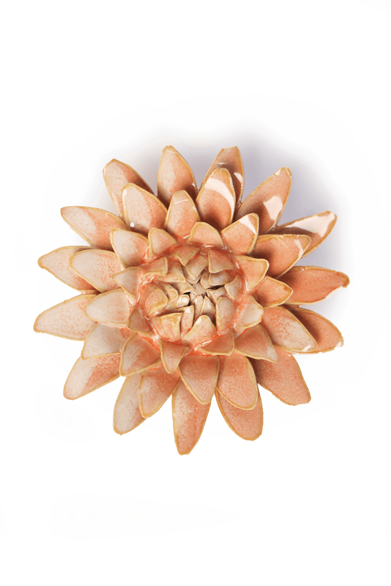 France Peach Pink Strawflower - Chive UK Wholesale