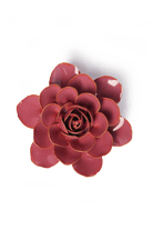 France Blush Pink Begonia - Chive UK Wholesale