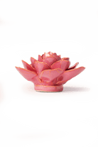 France Blush Pink Begonia - Chive UK Wholesale