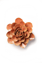 France Peach Pink Begonia - Chive UK Wholesale