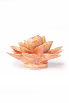 France Peach Pink Begonia - Chive UK Wholesale