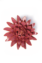 France Blush Pink Strawflower - Chive UK Wholesale