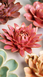 France Blush Pink Strawflower - Chive UK Wholesale