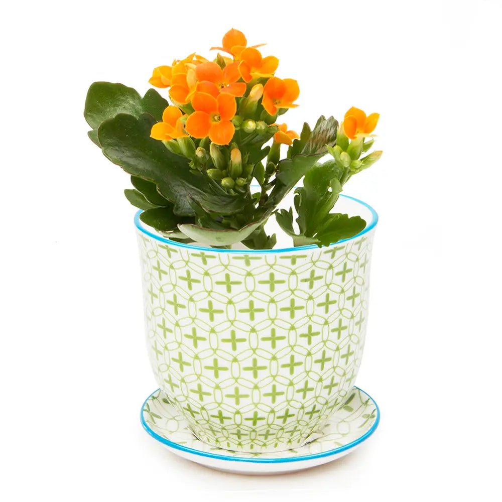 Liberte Porcelain Pot And Saucer Set With Drainage - Chive UK Wholesale