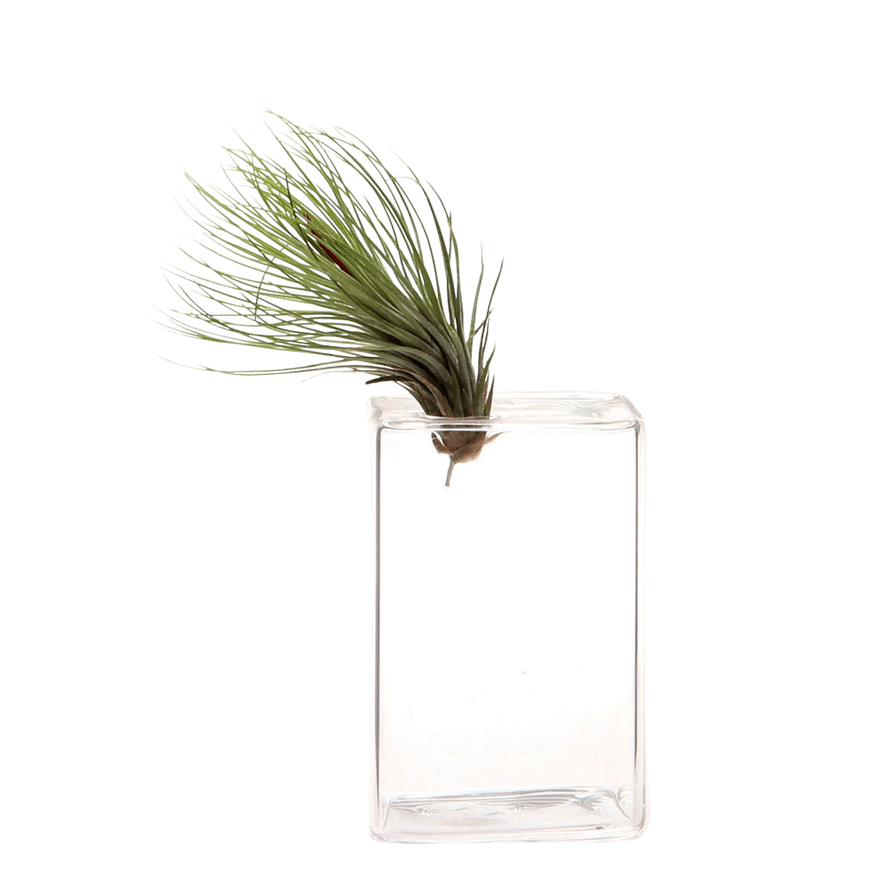 Cube Glass Modern Clear Flower Vase - Chive UK Wholesale