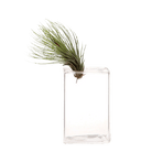 Cube Glass Modern Clear Flower Vase - Chive UK Wholesale