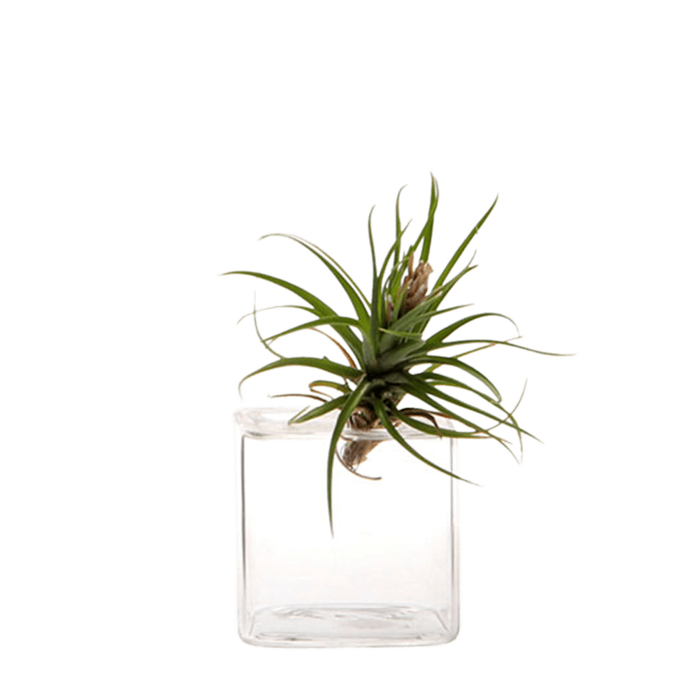 Cube Glass Modern Clear Flower Vase - Chive UK Wholesale