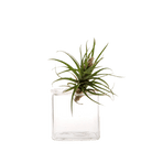 Cube Glass Modern Clear Flower Vase - Chive UK Wholesale