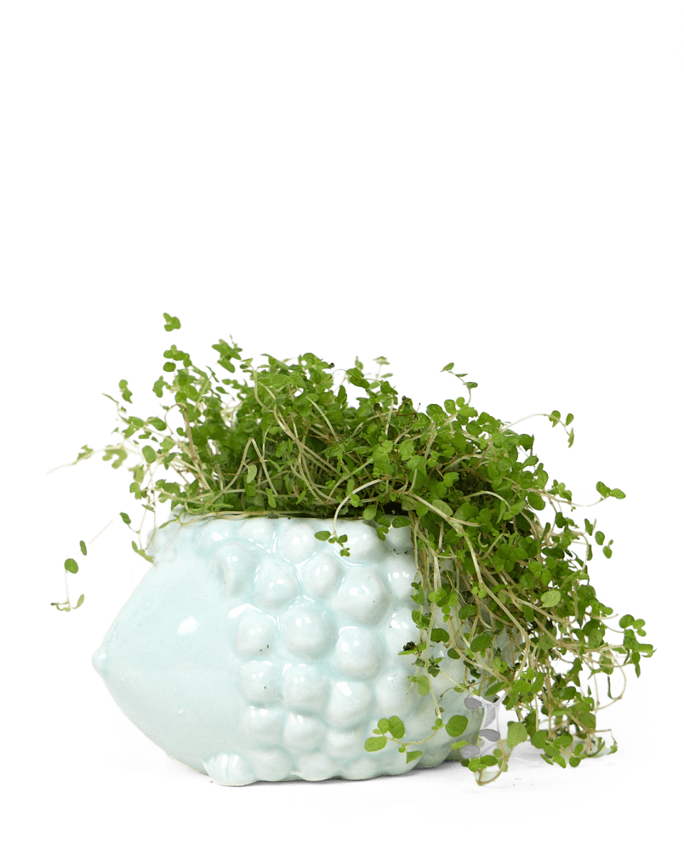 Hedgehog Ceramic Indoor Plant Pot For Succulents - Chive UK Wholesale