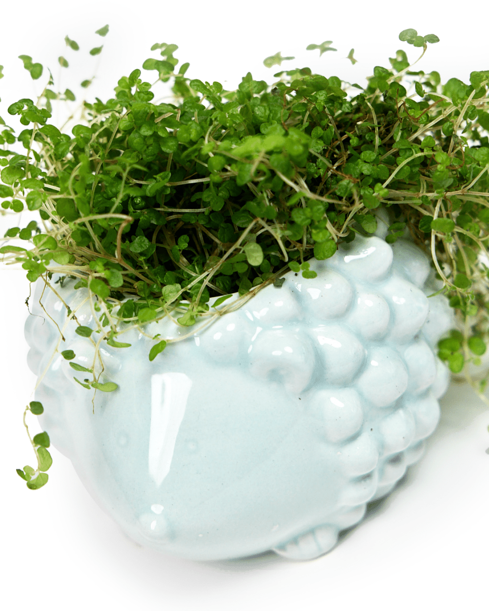 Hedgehog Ceramic Indoor Plant Pot For Succulents - Chive UK Wholesale