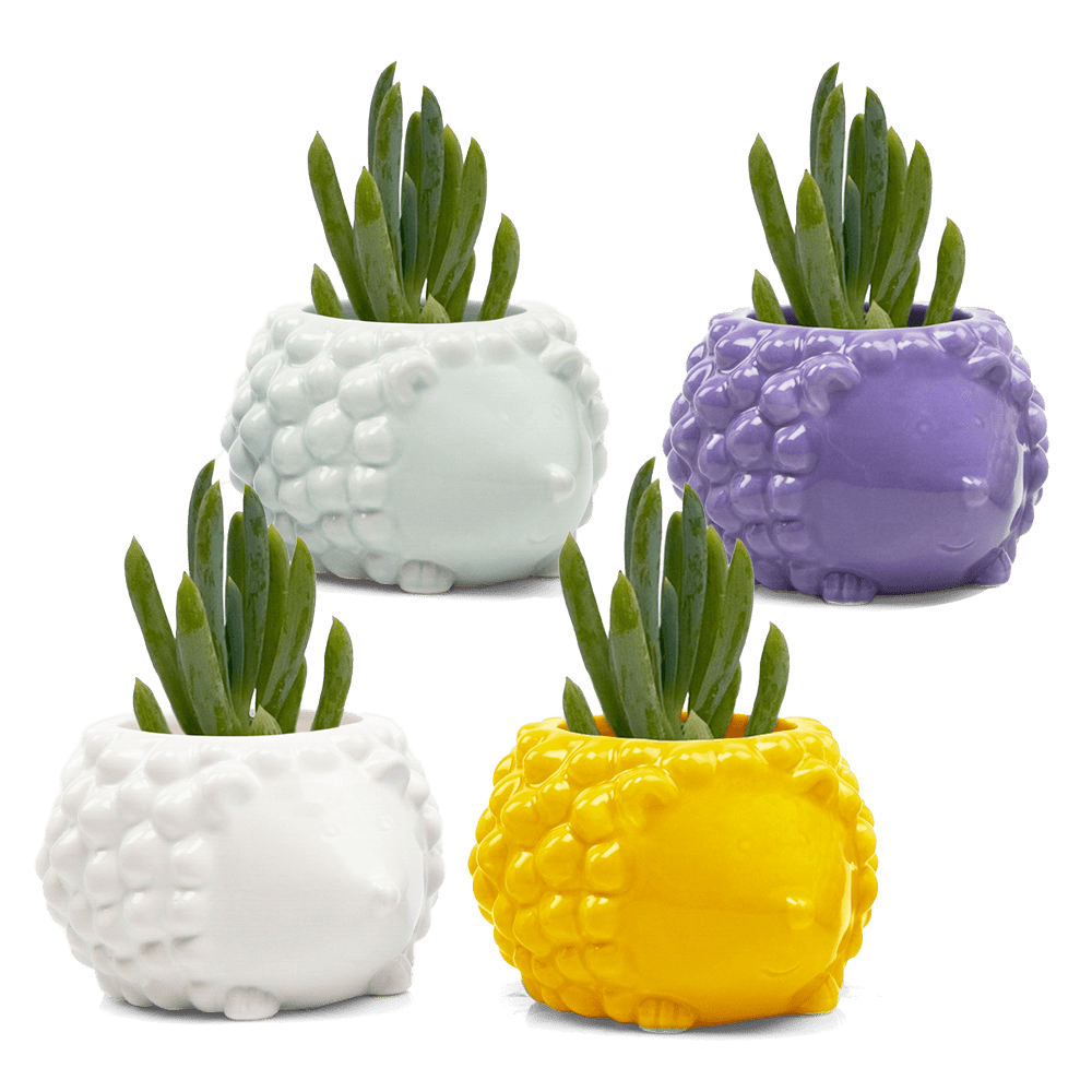 Hedgehog Ceramic Indoor Plant Pot Kit - Chive UK Wholesale