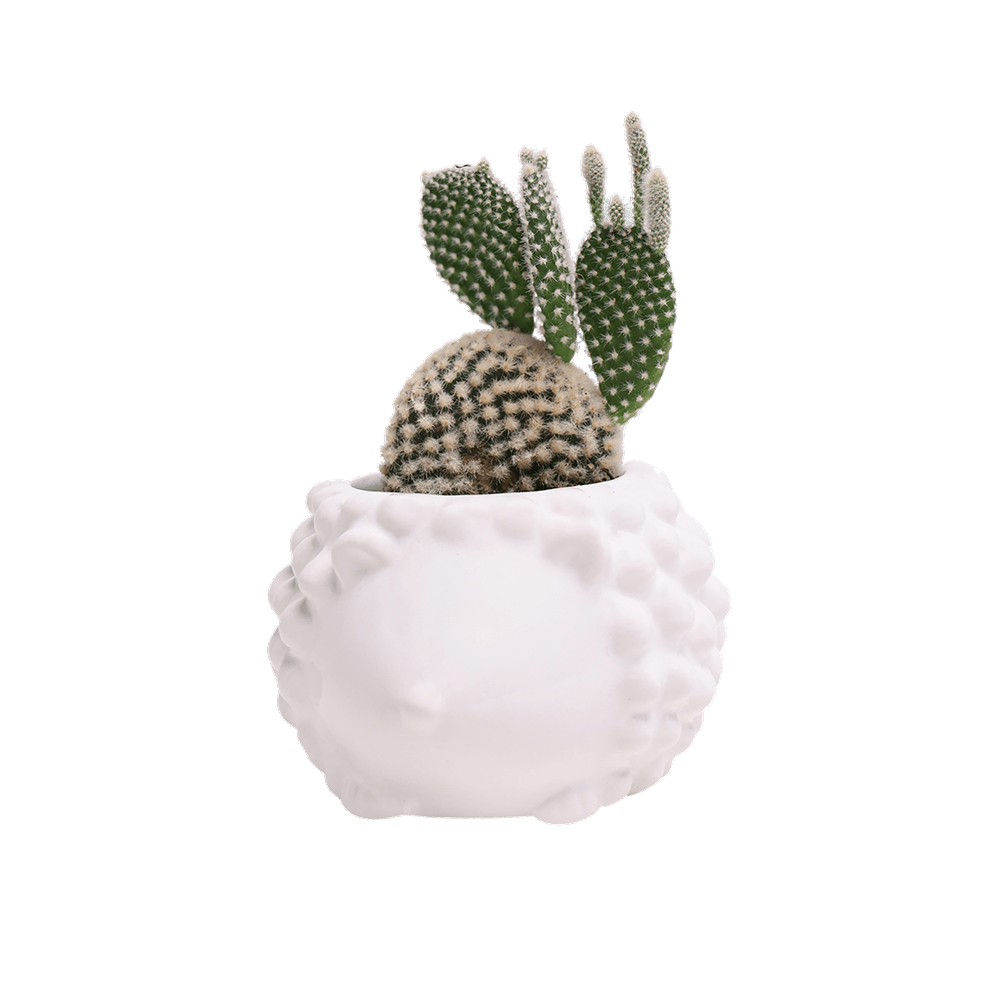 Hedgehog Ceramic Indoor Plant Pot For Succulents - Chive UK Wholesale