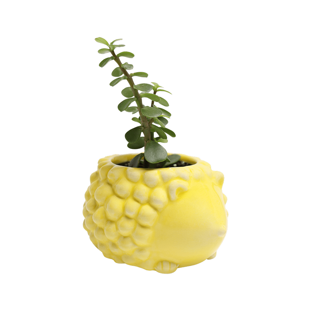 Hedgehog Ceramic Indoor Plant Pot For Succulents - Chive UK Wholesale