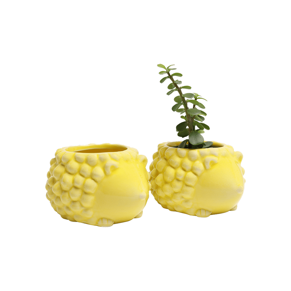 Hedgehog Ceramic Indoor Plant Pot For Succulents - Chive UK Wholesale