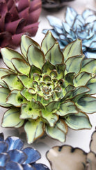 JA06 Pear Green Calico Aster - Chive UK Wholesale