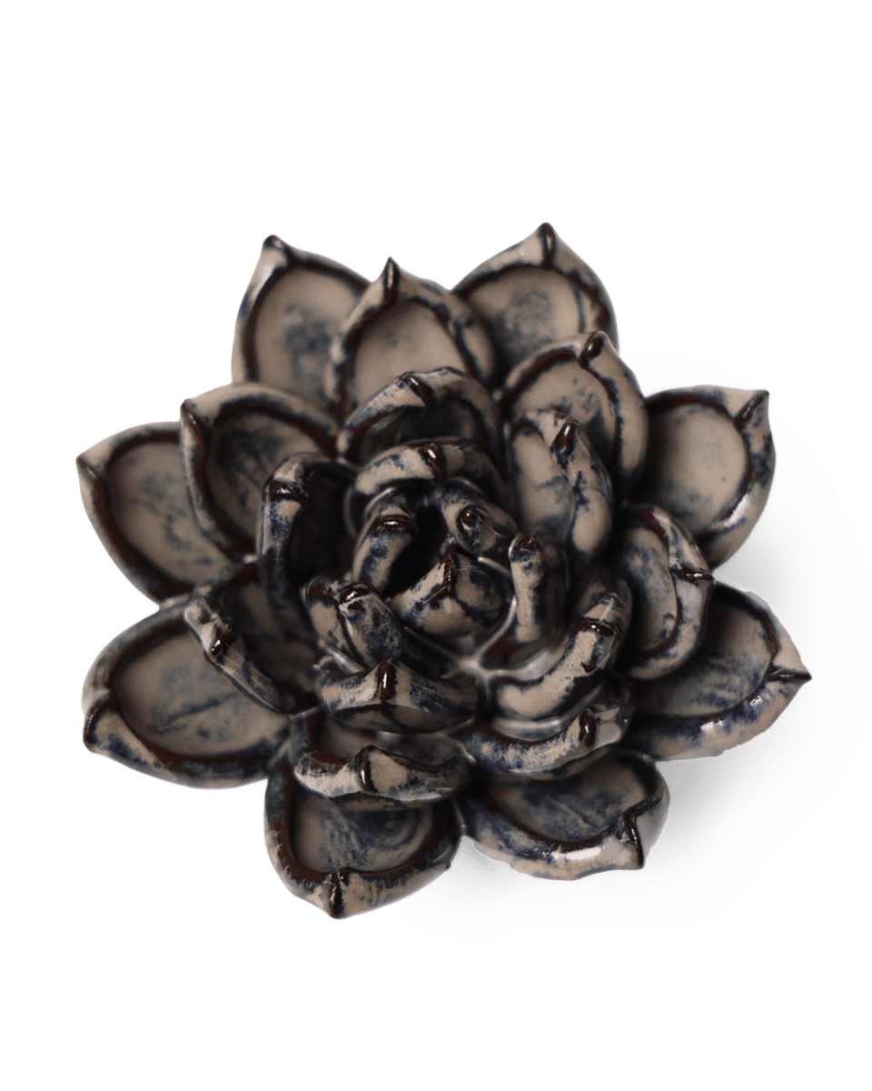 JA08 Latte Lola Echeveria - Chive UK Wholesale