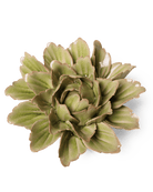 JA11 Peridot Sorbet Peony - Chive UK Wholesale