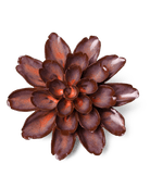 JA19 Peach Mocha Cornflower - Chive UK Wholesale