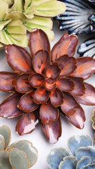 JA19 Peach Mocha Cornflower - Chive UK Wholesale