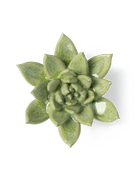 JA20 Pea Green Ghost Succulent - Chive UK Wholesale